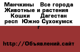 Манчкины - Все города Животные и растения » Кошки   . Дагестан респ.,Южно-Сухокумск г.